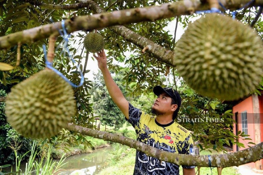 JITRA: The durian orchard manager, Ahmad Luqman Hakim Nor Azlan, inspecting durians in his orchard in Changlun. -BERNAMA PIC 