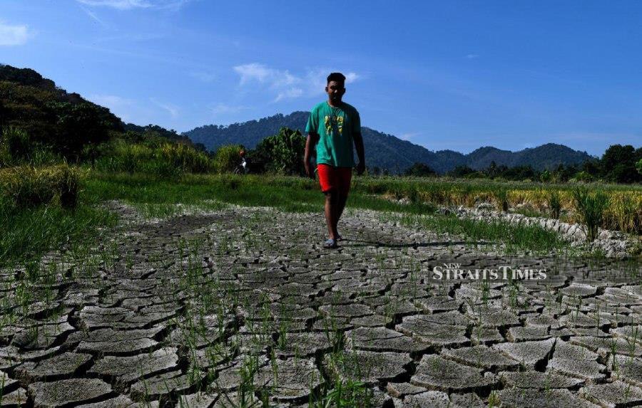 BALIK PULAU - The paddy fields in Balik Pulau are dry and cracked due to the searing heat and dryness brought on by the hot weather phenomenon. -- BERNAMA PIC
