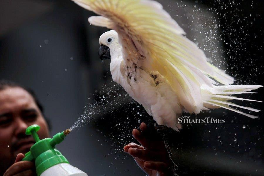IPOH: Ismail Hashim seen here spraying water on a parrot in an attempt to cool it down amid hot weather in Ulu Kinta. -- BERNAMA PIC