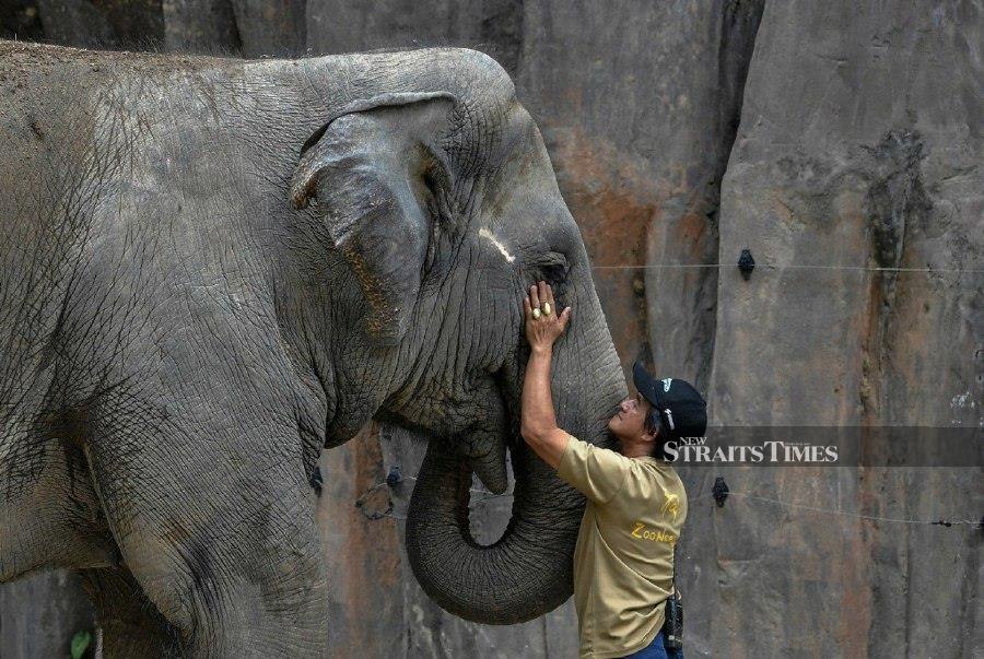 A zookeeper interacts with an elephant at Zoo Negara during the school holidays. - BERNAMA PIC
