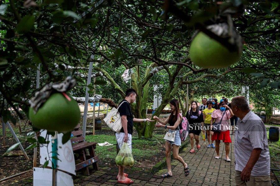 Members of the public visiting the Bali Gochin Lime Orchard in Tambun, Ipoh during the school holidays, today. Cultivated here, the pomelo- a type of citrus fruit synonymous with this area- is a main attraction. The fruit is among the attractions for tourists visiting Perak, especially in conjunction with Visit Perak year 2024. - BERNAMA PIC