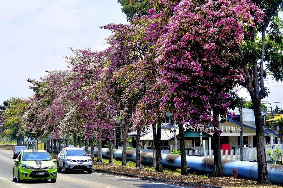 PENAMPANG: The tecoma tree, also known as the 'Malaysian Sakura', is seen blooming along Jalan Penampang. - NSTP/MOHD ADAM ARININ 