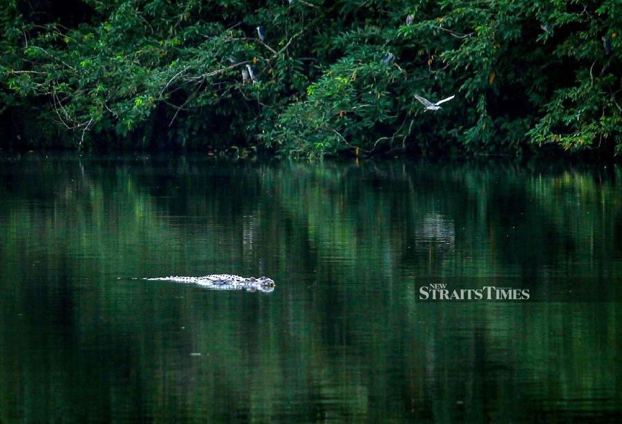 DENGKIL: A crocodile was spotted at the Paya Indah Wetlands here. - NSTP/ AZIAH AZMEE