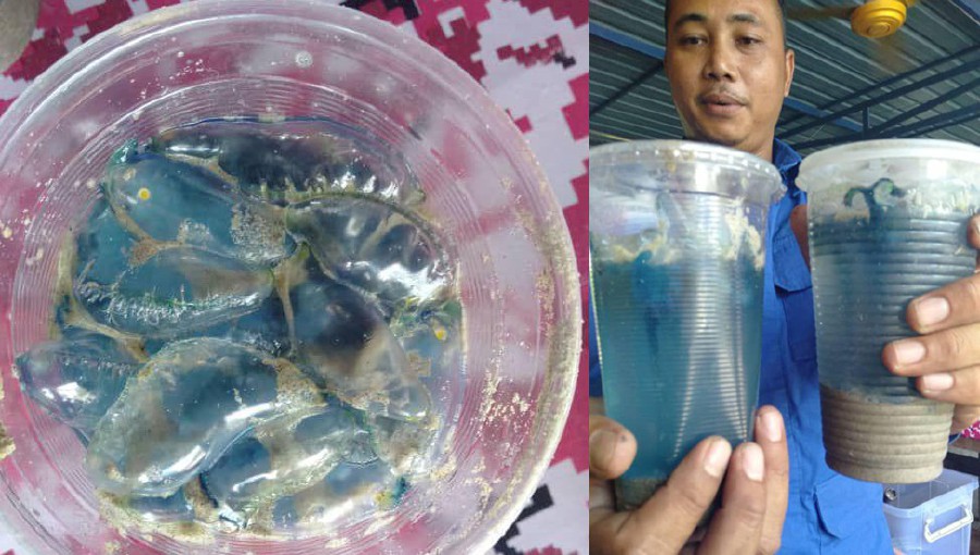 Pantai Kekabu still plagued by jellyfish  New Straits Times  Malaysia