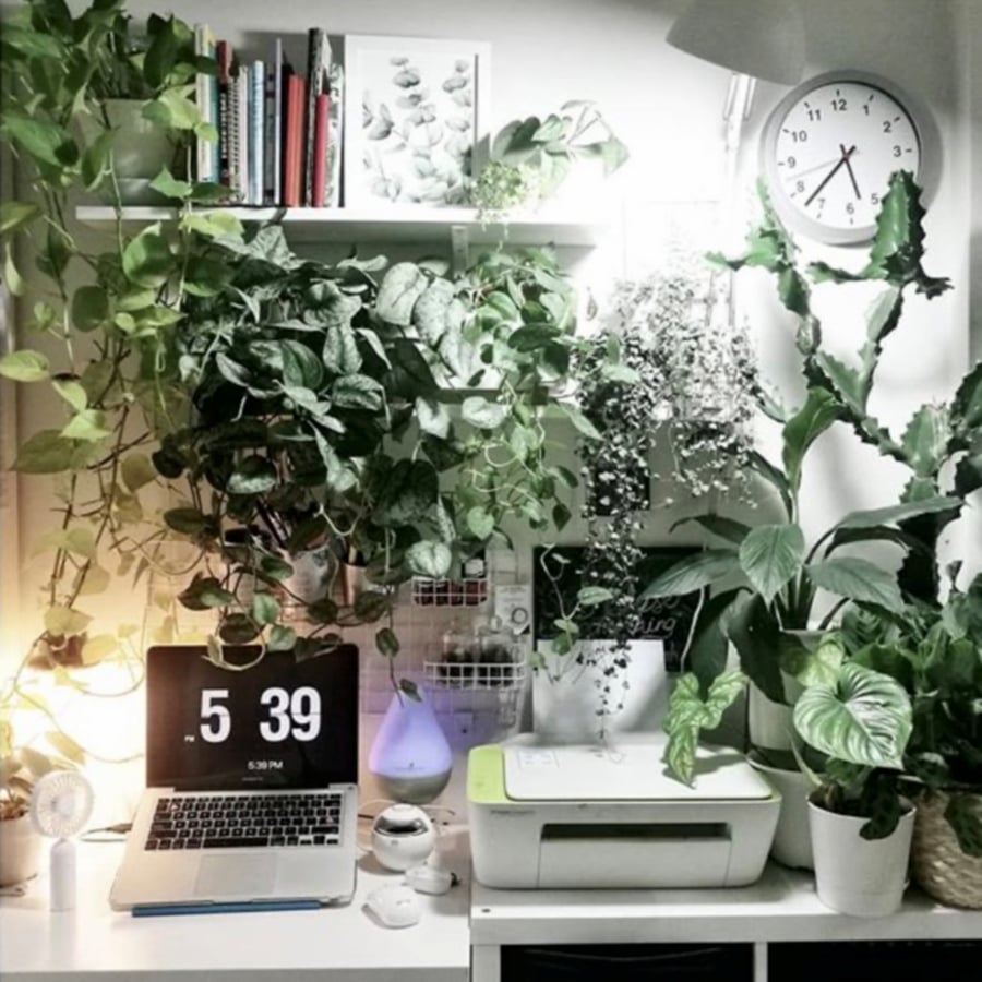 Do Indoor Plants Improve Air Quality,Kitchen Cabinet Designer Online Free