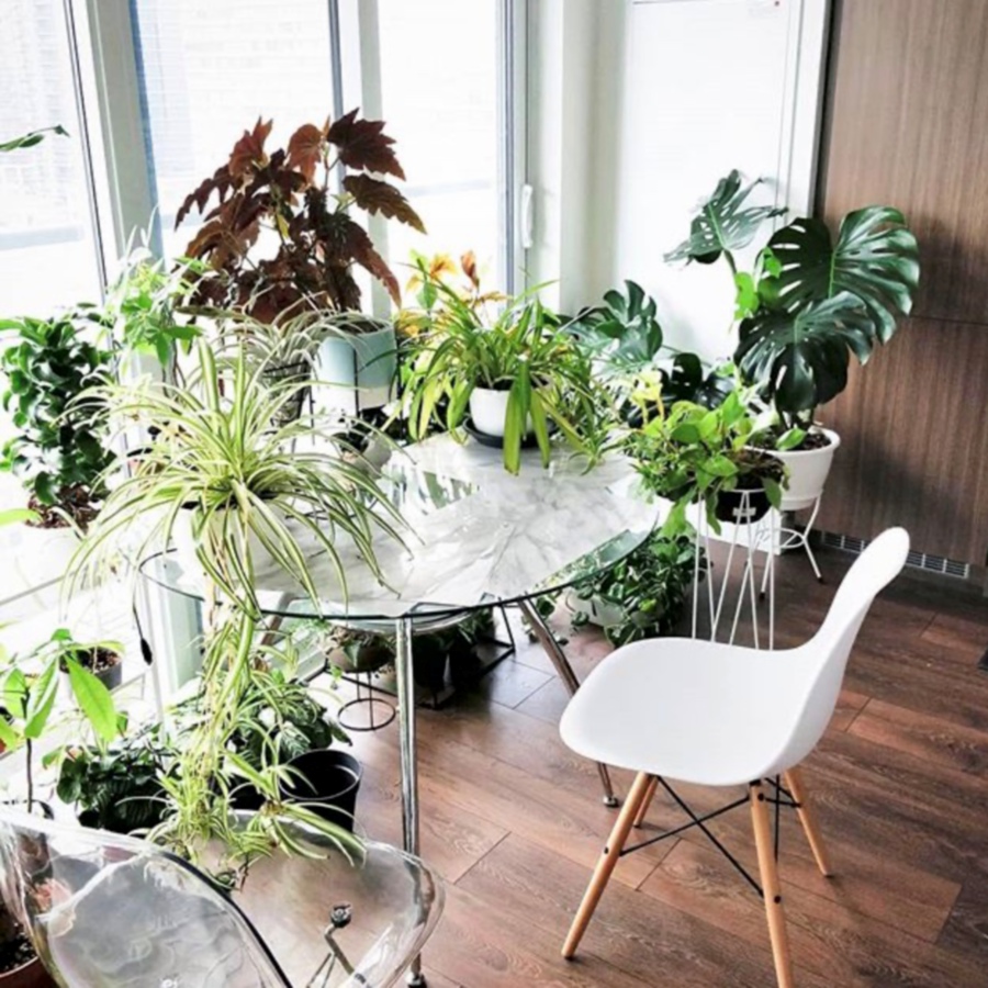 Houseplants luxuriating in the light at writer Darryl Cheng’s home in Toronto, Canada. Photo from Instagram.com/houseplantjournal.