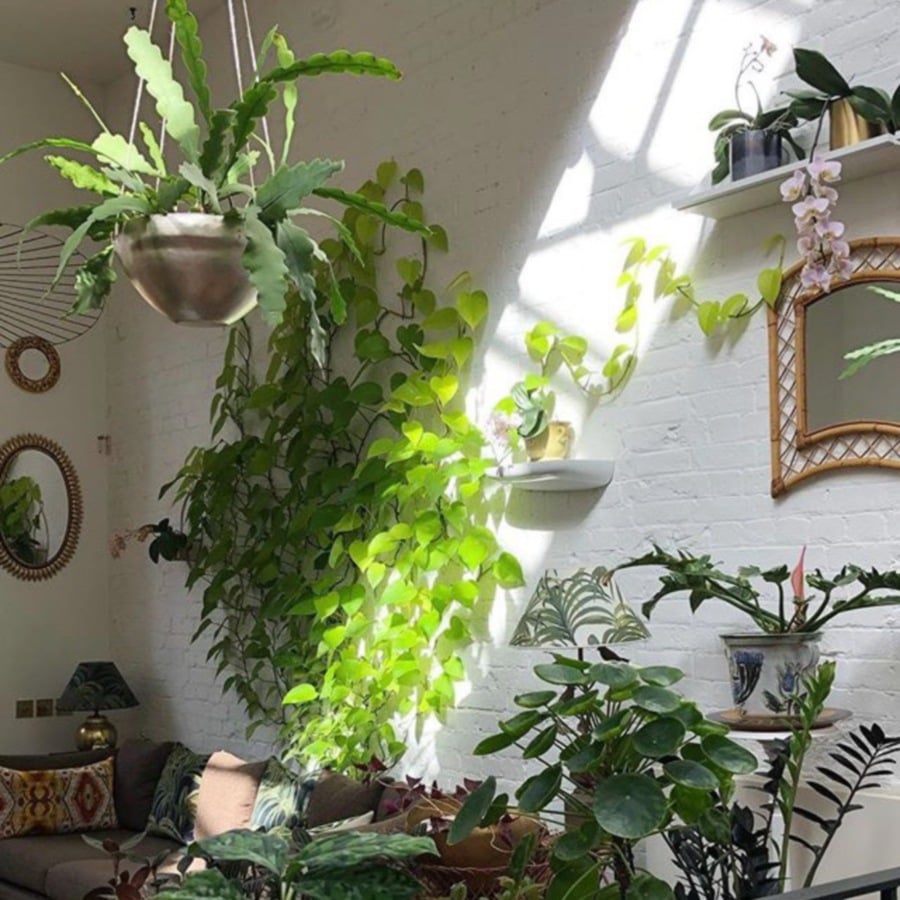 Houseplants of indoor gardener Jamie Chen Song in London. Photo from Instagram.com/jamies_jungle.