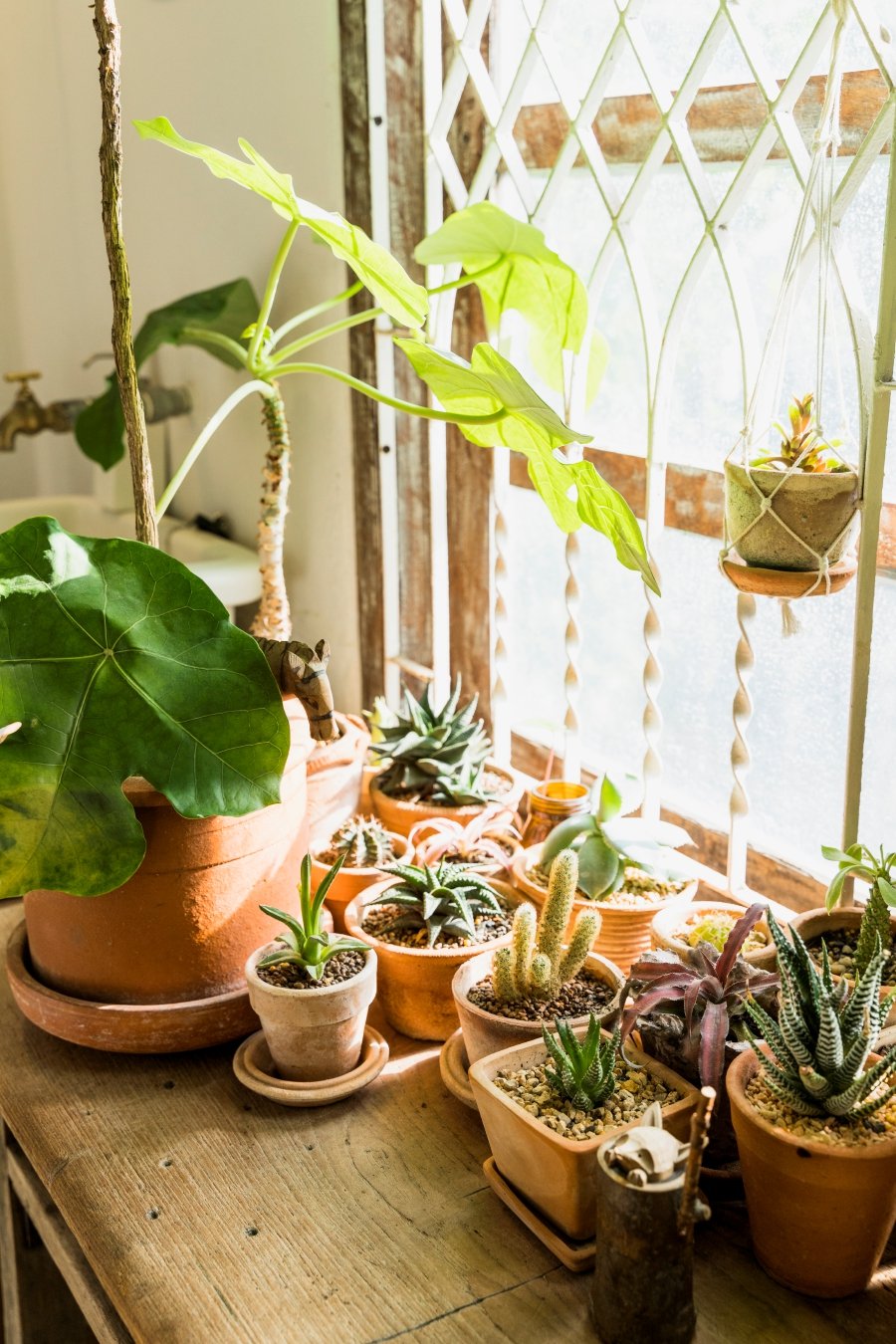 Houseplants bring a lot of joy but according to science, it’s not likely they have any real impact on indoor air quality. Photo from Freepik.