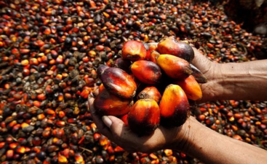 Plantation Industries and Commodities (MPIC) Minister Datuk Zuraida Kamaruddin said China was expected to import an estimated volume of 4.8 million metric tonnes (MT) of palm oil in 2022, accounting for 11 per cent of total global palm oil imports.