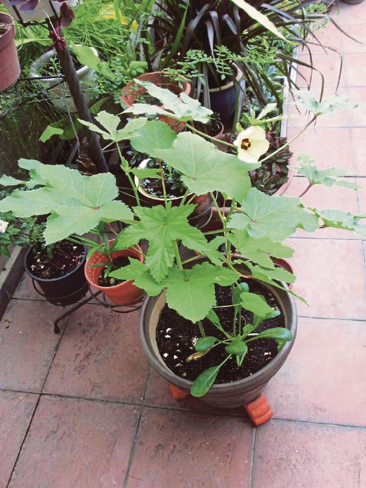 full grown okra plant