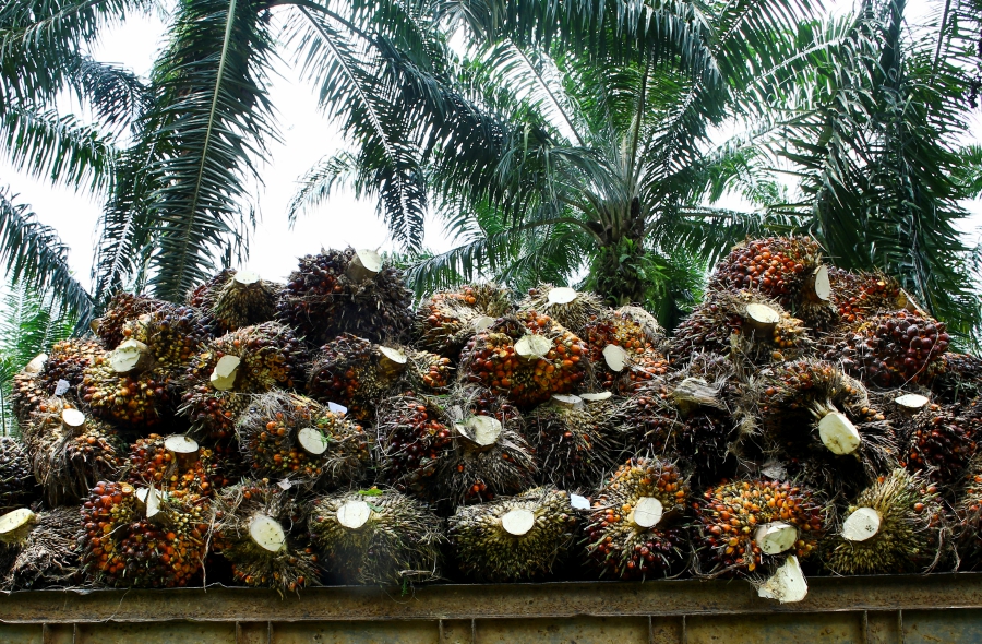 More Demand For Palm Oil From Easing Covid 19 Lockdowns Resumption Of Activities Mpob