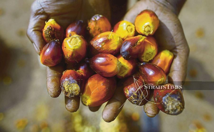 The Plantation Industries and Commodities Ministry (MPIC) will step up efforts to engage with stakeholders abroad to counter anti-palm oil allegations and narratives. - NSTP/ADZLAN SIDEK.