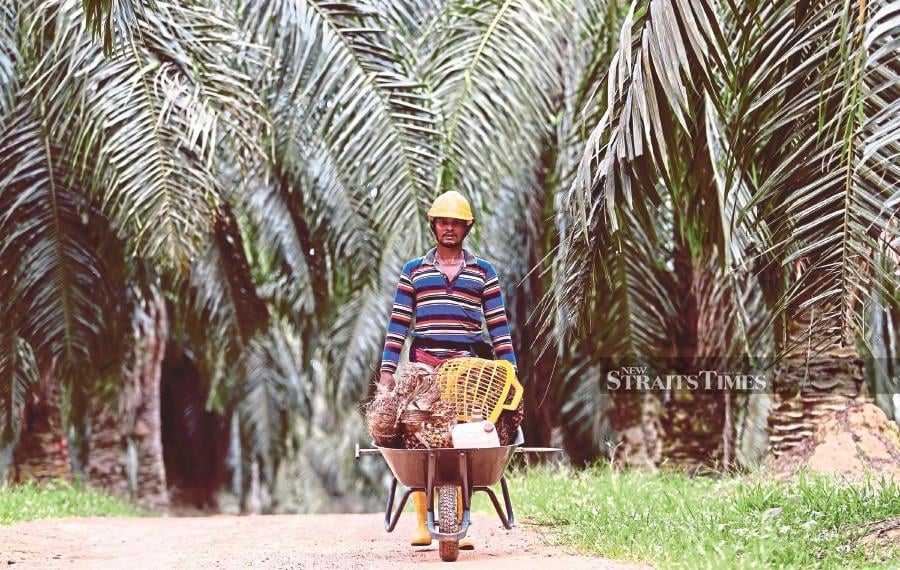 Though Malaysia has growth potential in the palm oil industry in terms of revenue generation, there is declining productivity due to shortage of labour, delayed application of fertiliser, climate change and increasing mechanisation. NSTP FILE PIC