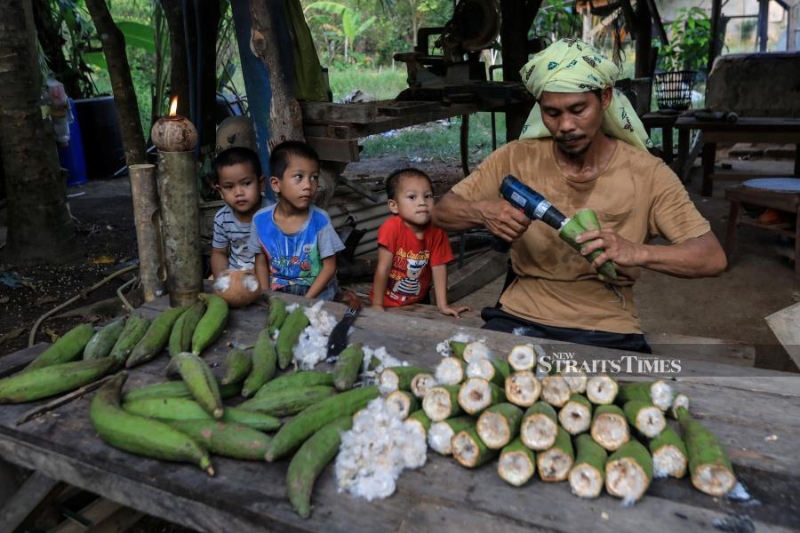 Zailani said the silk cotton tree bears fruit in the early part of the year, and it only grows in certain areas. He said the process of making ‘pelita kekabu’ takes about five minutes. - NSTP/GHAZALI KORI