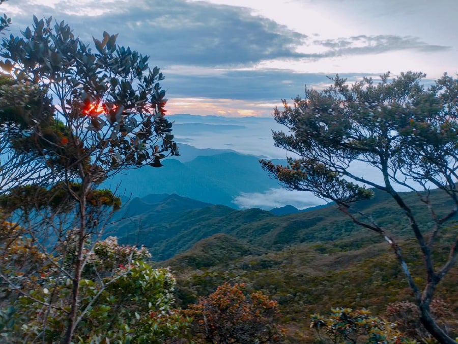 The 49-year-old hiker, who was seriously injured after a tree fell on her tent at the Seputih campsite in Taman Negara, near Kuala Tahan today, has died. - File pic