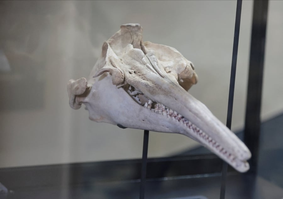 Paleontologist Rodolfo Salas said the skull belonged to the largest dolphin known to have inhabited the waters of South America, measuring 3 to 3.5 meters long (9.8 to 11.4 feet). (REUTERS/Sebastian Castaneda)