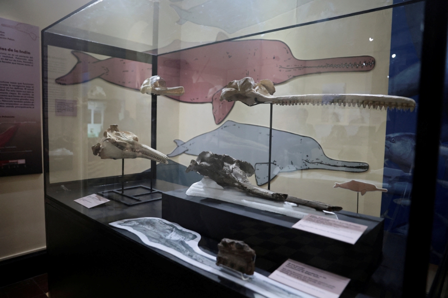 A fossil of the skull of the largest dolphin in history that inhabited the Peruvian Amazon 16 million years ago and was discovered in an expedition sponsored by the National Geographic Society is exhibited at the Museum of Natural History in Lima, Peru. (REUTERS/Sebastian Castaneda)
