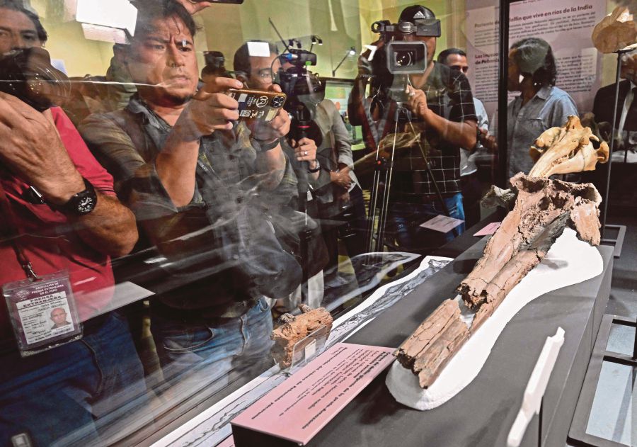 Photographers and cameramen document the Pebanista yacuruna, a prehistoric freshwater dolphin scull excavated in the Amazon jungle. (Photo by Cris BOURONCLE / AFP)