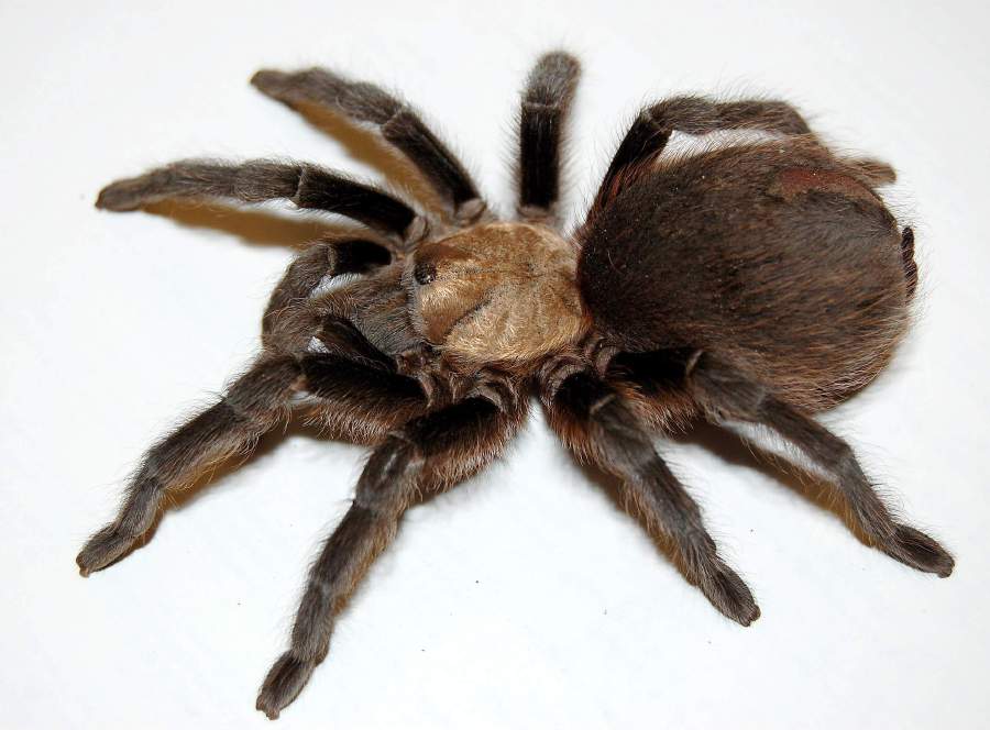 We often hear of people around us having strange, unexplained fears towards something such as spiders. Picture credit: durangoherald.com