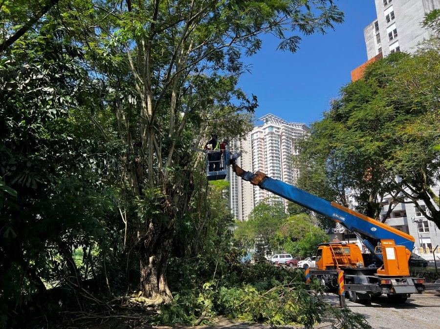 KUALA LUMPUR: Work to cut and trim tree branches being carried out in the parking area of the National News Organisation’s (Bernama) office. — BERNAMA