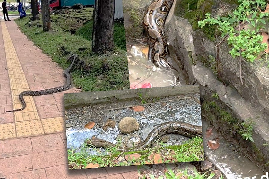 Residents living at Section 17 here were shocked when one of them spotted a giant python coolly slithering into a drain along Jalan 17/1, here yesterday. - Pic screengrab from TikTok