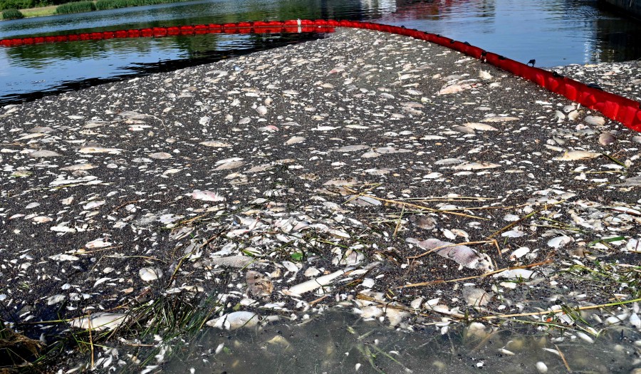 Polish firefighters said Tuesday they had recovered 100 tonnes of dead fish from the Oder river running through Germany and Poland, deepening concerns of an environmental disaster. - AFPpic