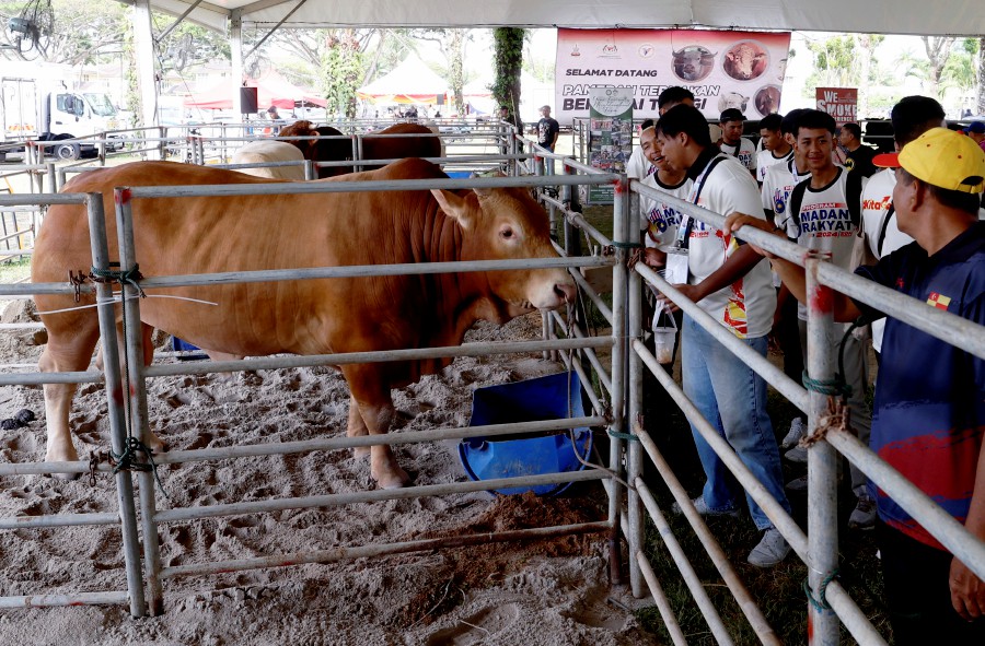 Beef cattle dubbed the Albino, which are among the five hybrid cattle breeds weighing between 1,000 and 1,400 kilogrammes (kg), stole the limelight at the Central Zone MADANI Rakyat programme at the Kuala Selangor Sports Complex. BERNAMA PIC