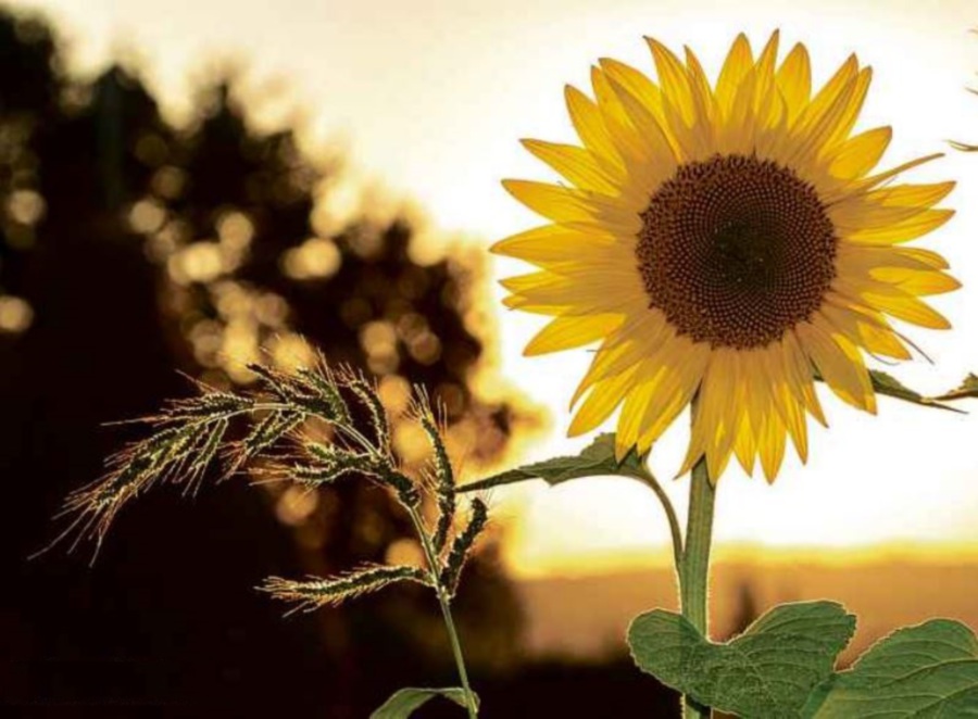 (File pix) Sunflowers thrive in warmer weather and climates. Archive image for illustration purposes only. 
