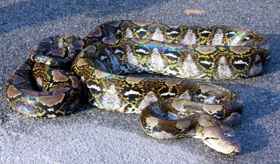 A woman has been found dead inside the belly of a snake after it swallowed her whole in central Indonesia, a local official said Saturday.- NSTP FILE PIC