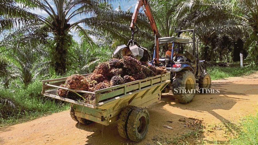 On April 19, the European Union Parliament passed a regulation meant to limit deforestation and forest degradation, singling out palm oil as a major driving force. - NSTP file pic