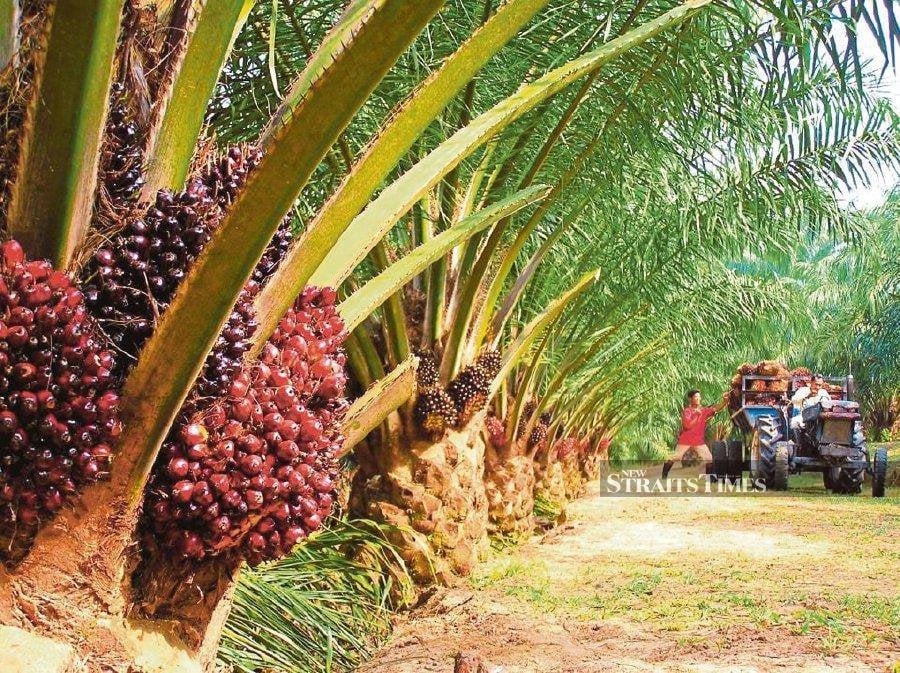 Call it audacity on steroids. How else would you tag the peddling of anti-palm oil products in oil palm-rich Malaysia? - NSTP file pic