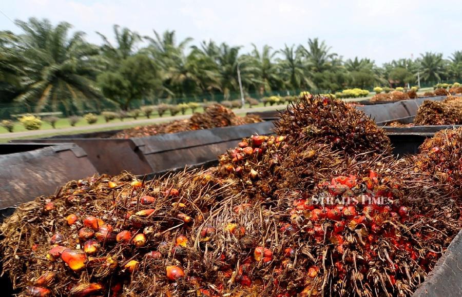Affin Hwang Investment Bank Bhd expects crude palm oil (CPO) prices to remain volatile in the second-half of this year as production will outweigh total consumption. STP/IQMAL HAQIM ROSMAN