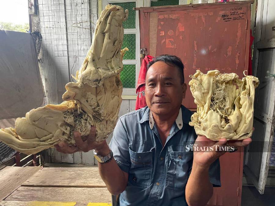 A 60-year-old man from Kampung Rhu Muda stumbled upon an 8kg object, believed to be an underwater plant, washed ashore on Pantai Kelulut a week ago. - NSTP/AHMAD RABIUL ZULKIFLI