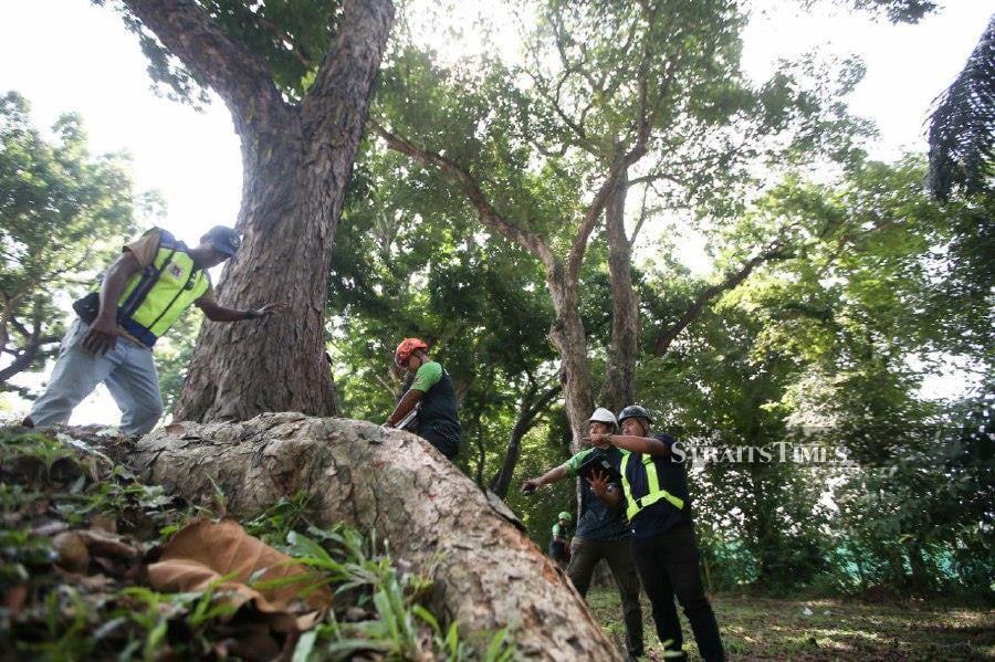 At least 131 trees on Penang Island have been identified as 'unhealthy' and in urgent need of a phase three risk assessment to determine if they should be removed for safety reasons. - NSTP/MIKAIL ONG