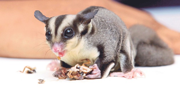 Sugar gliders clearance and dogs