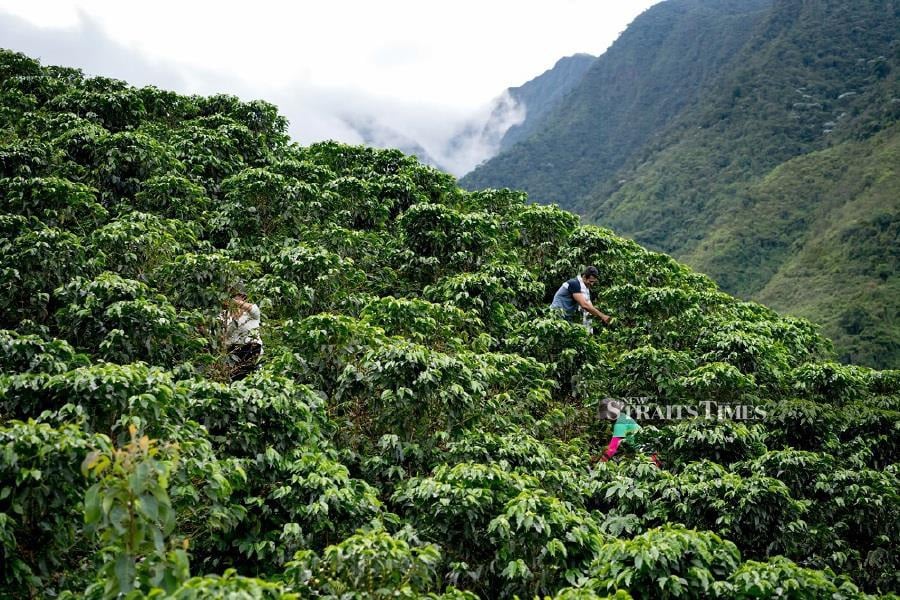 Nescafe will embark on a new campaign named 'Nescafe Make Your World' to spotlight cultivating a sustainable coffee ecosystem with respect for farming communities and the planet.