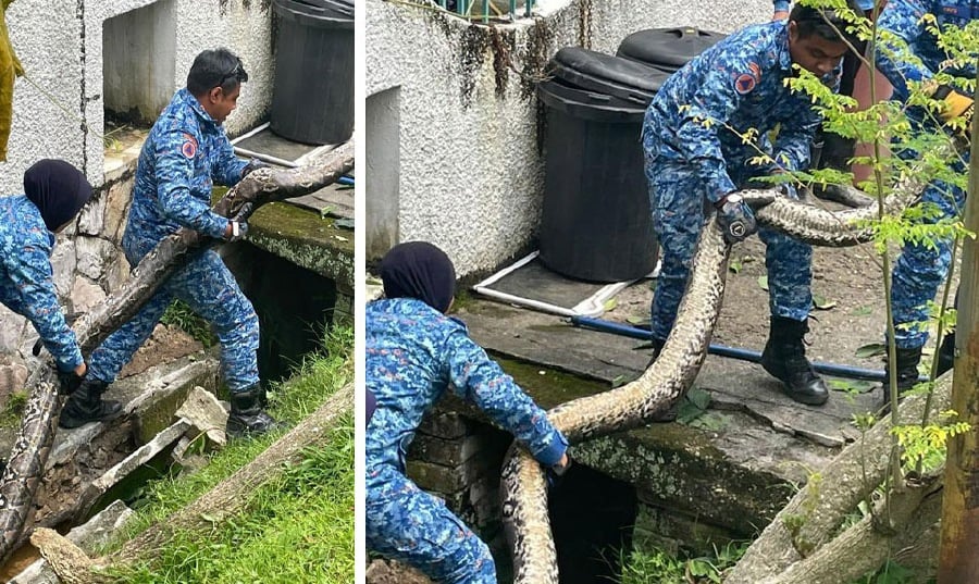 A 5 metre-long python was found in the drain in front of a house in Section 11, Petaling Jaya, yesterday evening. 
