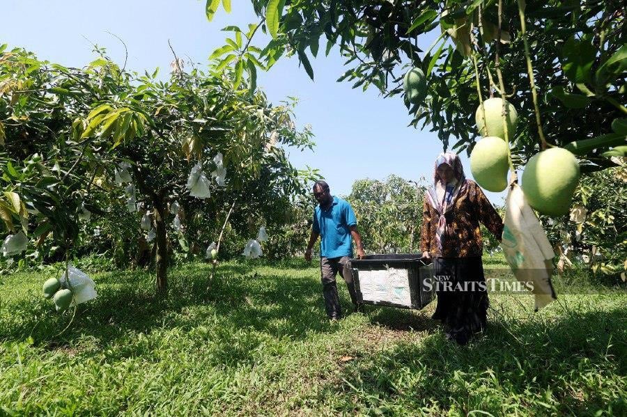 KUBANG PASU: Murni Othman and her husband Rosmadi Ahmad are seen plucking harumanis mangoes, considered one of the best mangoes in the world, from their orchard in Kampung Pida 7, Kubang Pasu, Kedah. -BERNAMA PIC 