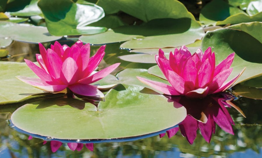 Feng shui: Pond of luck | New Straits Times | Malaysia ...