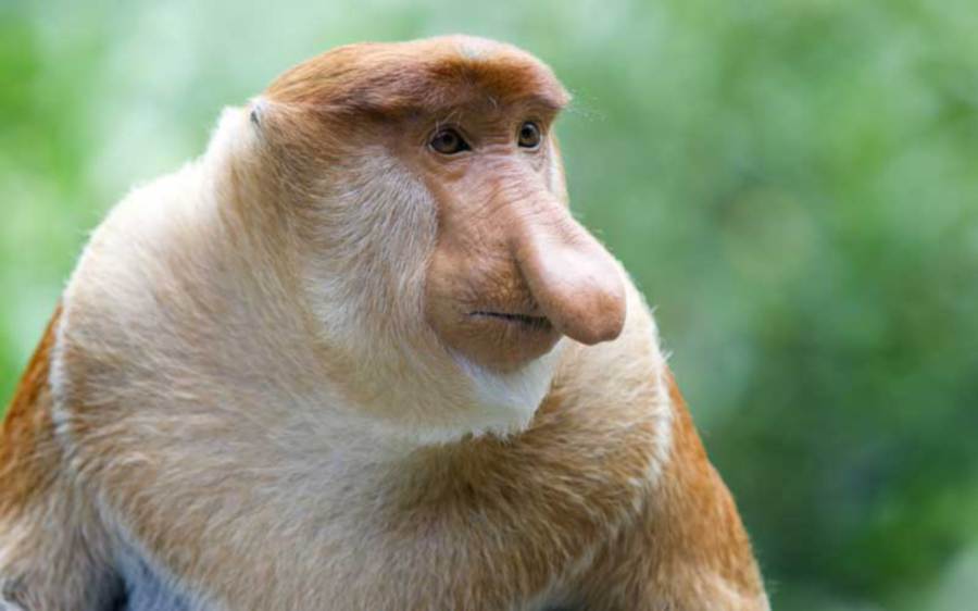 Proboscis monkey highly dependent on riparian areas for survival: study ...