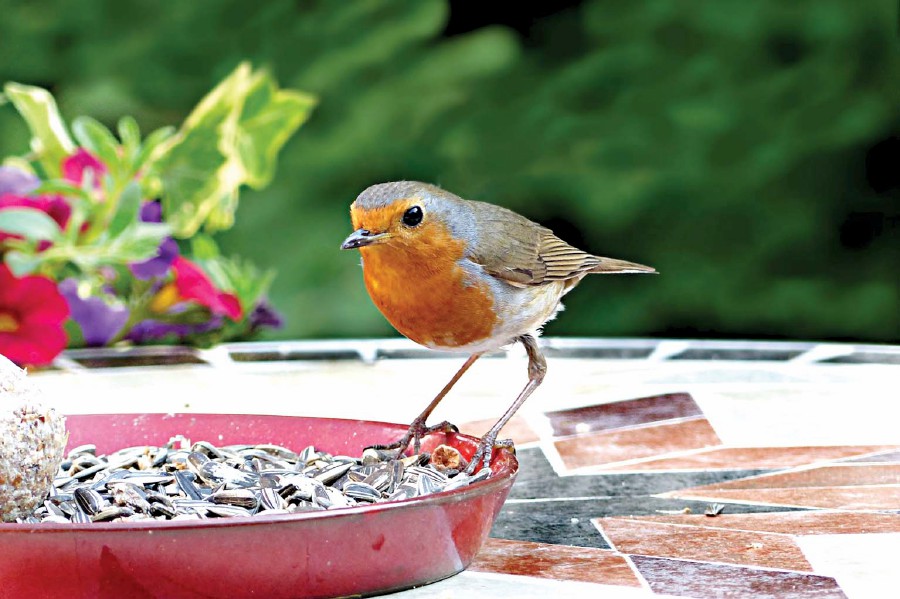 Give your small garden a wow factor by placing small sculptures, or a feeding space for birds.
