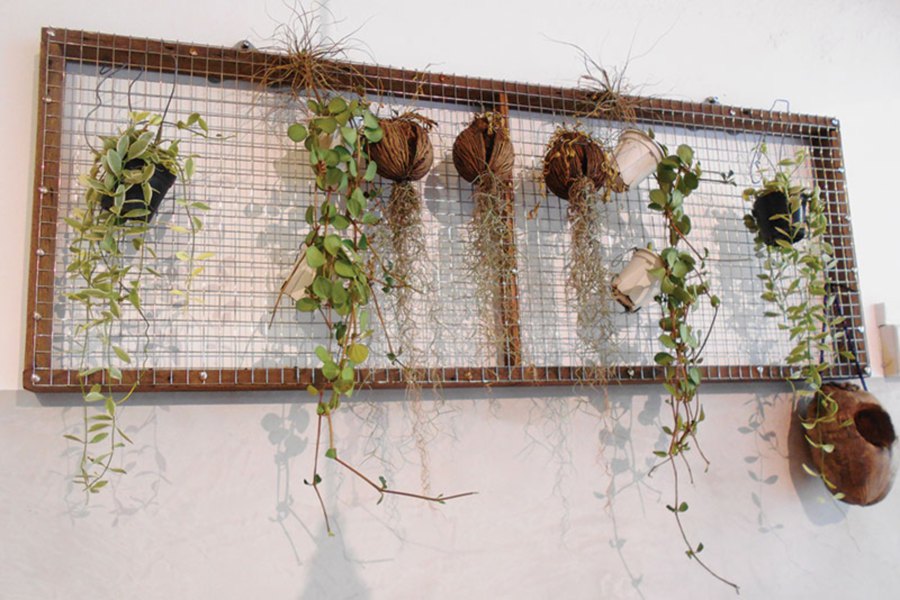 Use wire frame to hang any plants, including dried coconut husks for a unique arrangement.