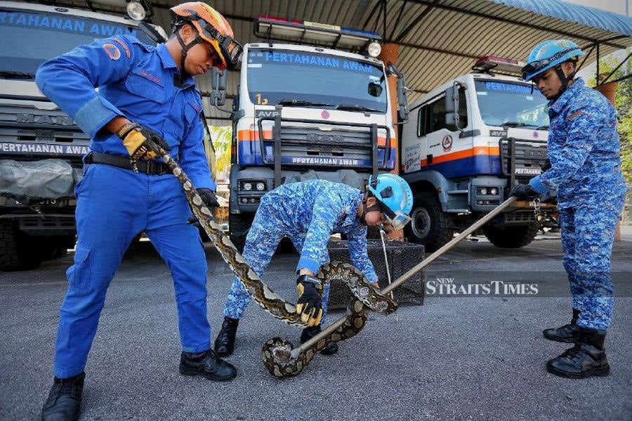 Capturing snakes is no easy task, but facing strange encounters while capturing them is a truly unforgettable experience for three members of the Malaysian Civil Defence Force (APM) here. - NSTP/AZRUL EDHAM