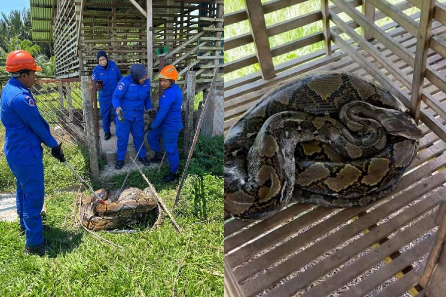 The Civil Defence Force has captured a 50kg python that had eaten a goat in Kampung Sungai Limau here at noon today. - Pic courtesy of Civil Defence Force