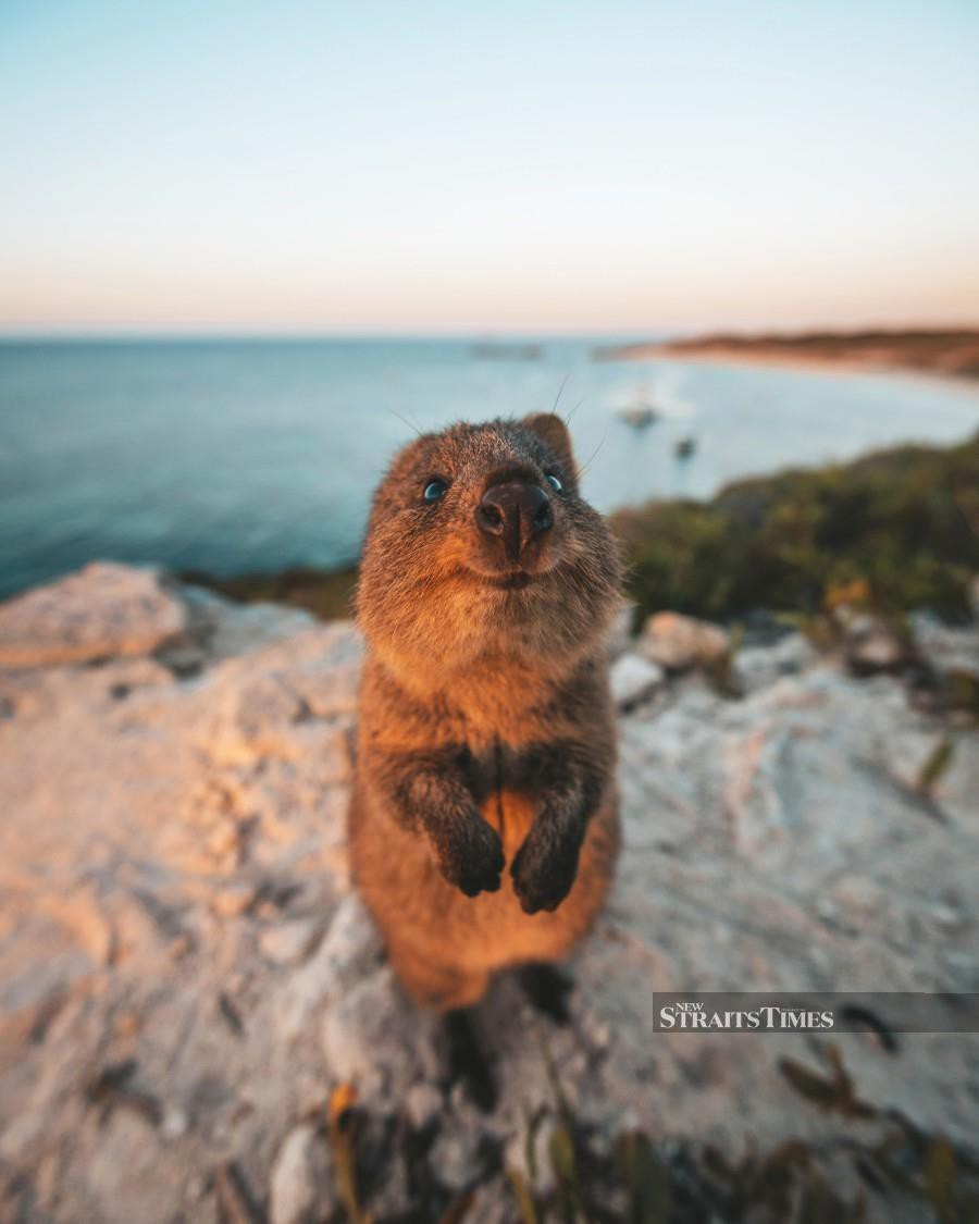 Rottnest Island is a holiday haven for families.