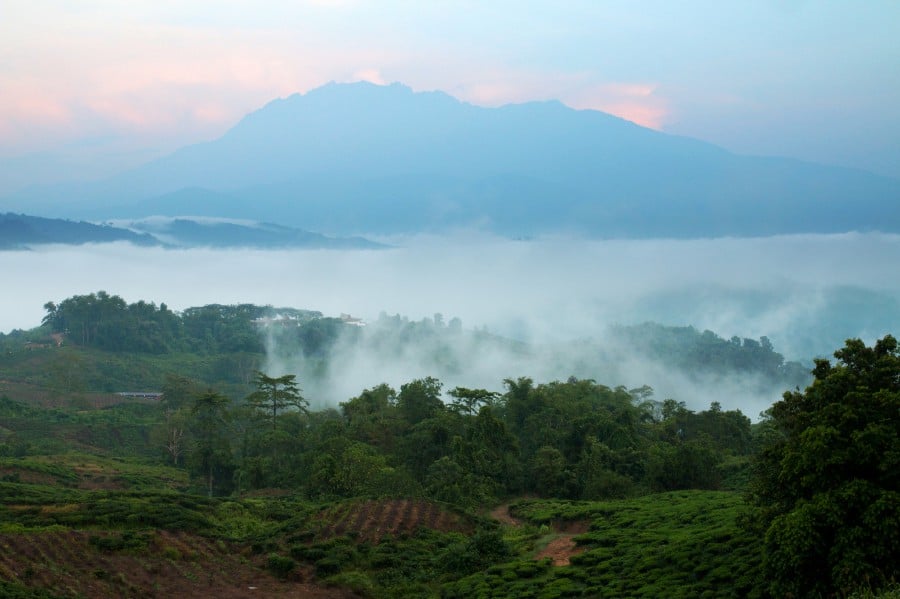 Sabah Tea Garden is a must-visit haven for eco-tourists | New Straits ...