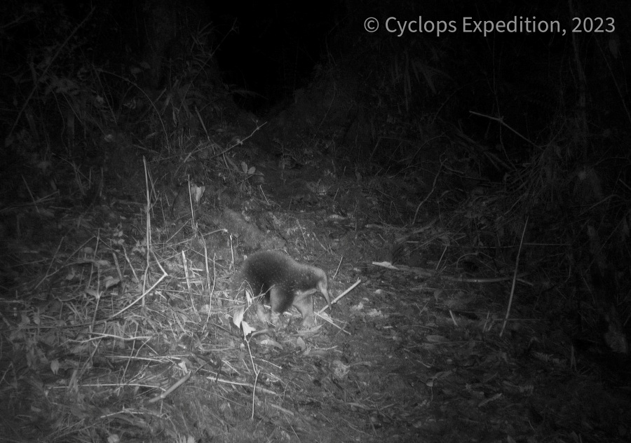 An echidna walks amid vegetation in the Cyclops Mountains, Papua, Indonesia July 22, 2023. - REUTERS Pic