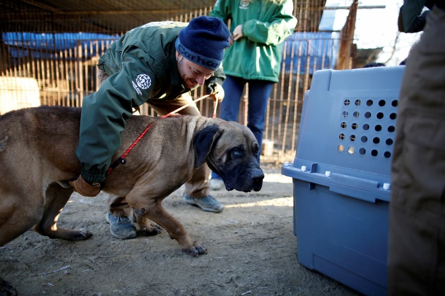 Rescue workers from Humane Society International rescue a dog at a dog meat farm in Wonju, South Korea, January 10, 2017. - REUTERS Pic