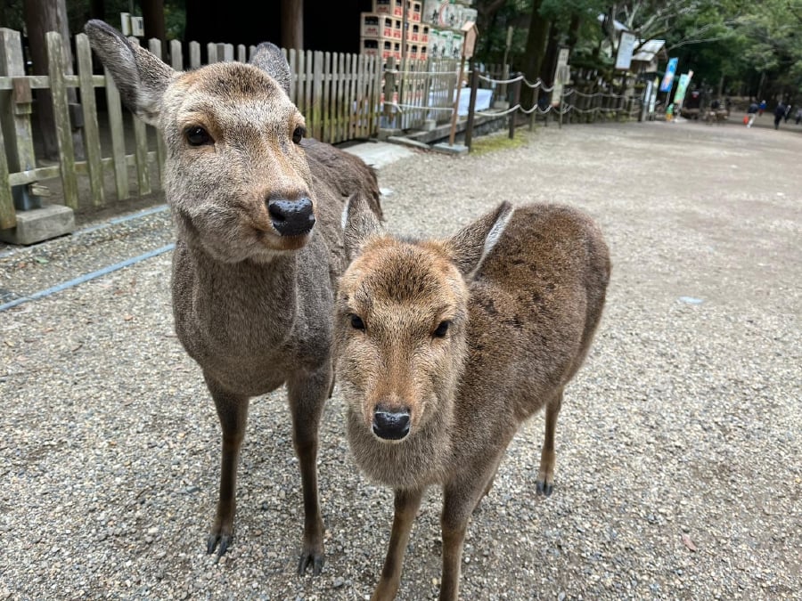 The deer are symbols of the people’s belief that these animals are messengers of God in the shrine and are cherished in harmony with people. - BERNAMA pic