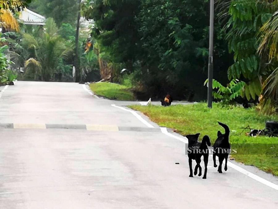 Five-year-old Sarawak boy dies of rabies | New Straits Times | Malaysia